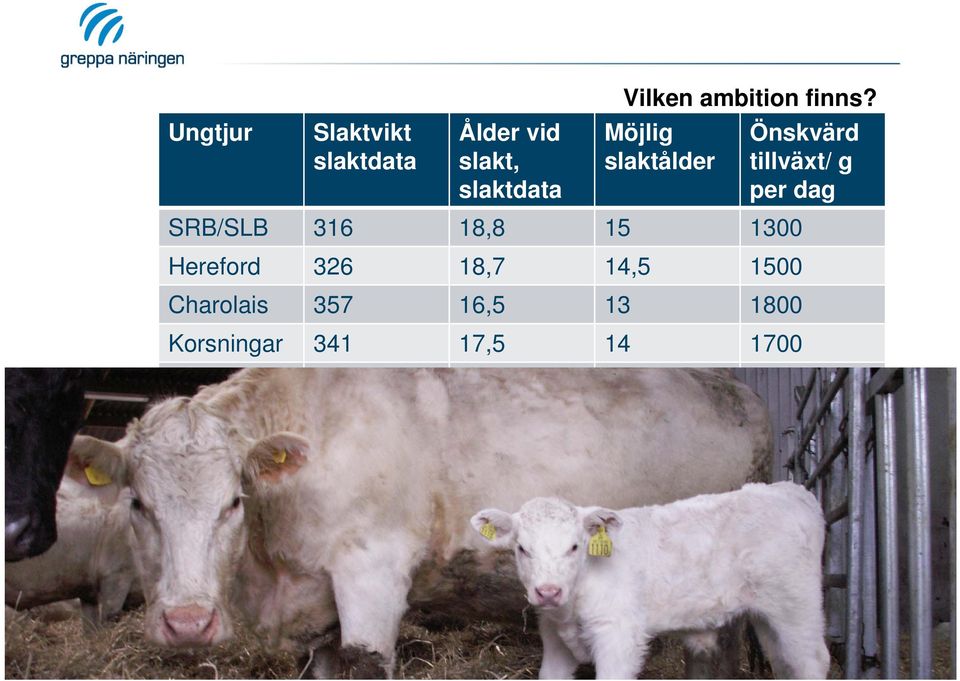 Möjlig slaktålder SRB/SLB 316 18,8 15 1300 Hereford 326