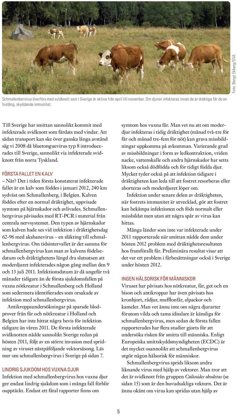 Att sådan transport kan ske över ganska långa avstånd såg vi 2008 då bluetonguevirus typ 8 introducerades till Sverige, sannolikt via infekterade svidknott från norra Tyskland.