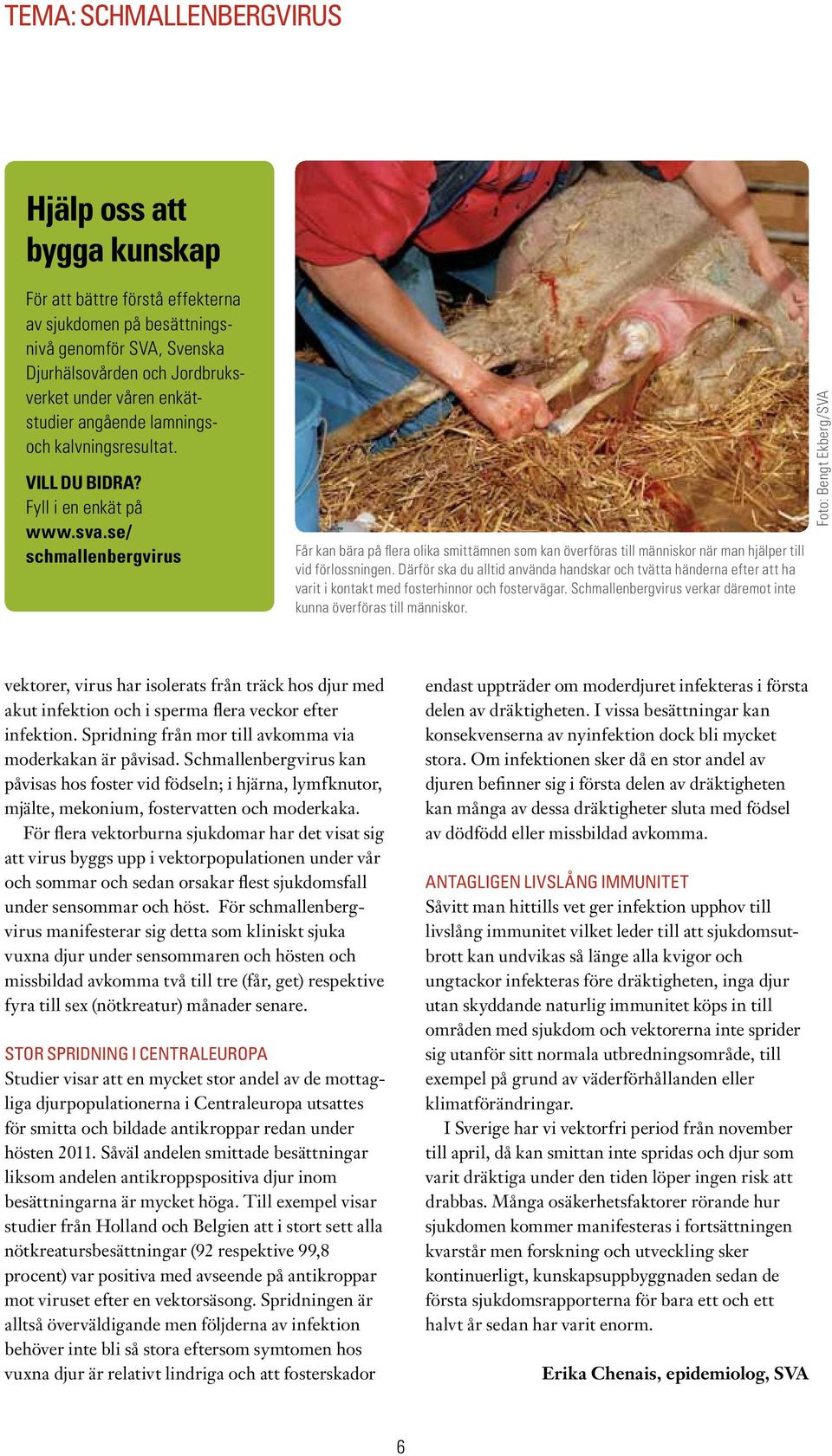se/ schmallenbergvirus Får kan bära på flera olika smittämnen som kan överföras till människor när man hjälper till vid förlossningen.