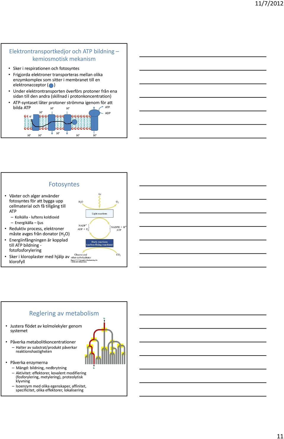 H + H + ADP H + H + H + H + H + Fotosyntes Växter och alger använder fotosyntes för att bygga upp cellmaterial och få tillgång till ATP Kolkälla luftens koldioxid Energikälla ljus Reduktiv process,