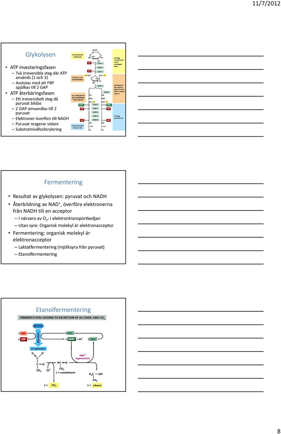 glykolysen: pyruvat och NADH Återbildning av NAD +, överföra elektronerna från NADH till en acceptor I närvaro av O 2 : I elektrontransportkedjan Utan syre: