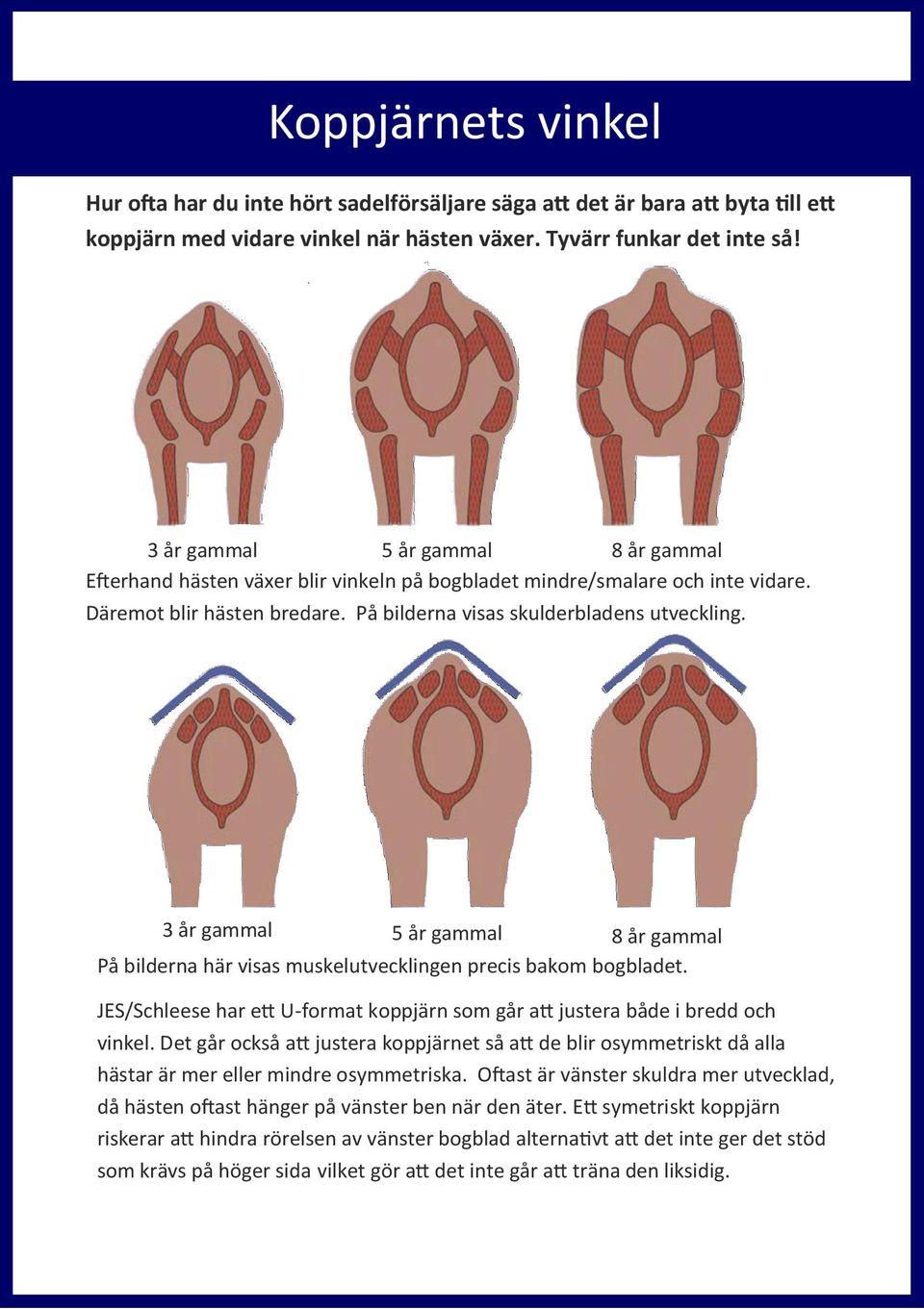 3 år gammal 5 år gammal 8 år gammal På bilderna här visas muskelutvecklingen precis bakom bogbladet. JES/Schleese har ett U-format koppjärn som går att justera både i bredd och vinkel.