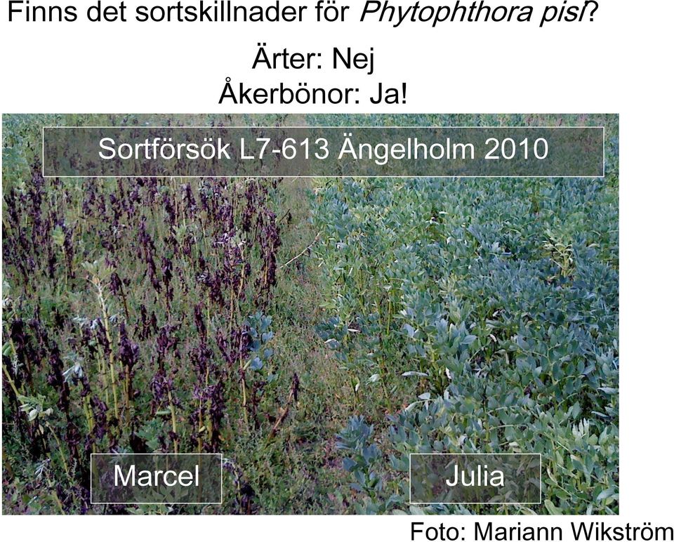 pisi? Ärter: Nej Åkerbönor: Ja!