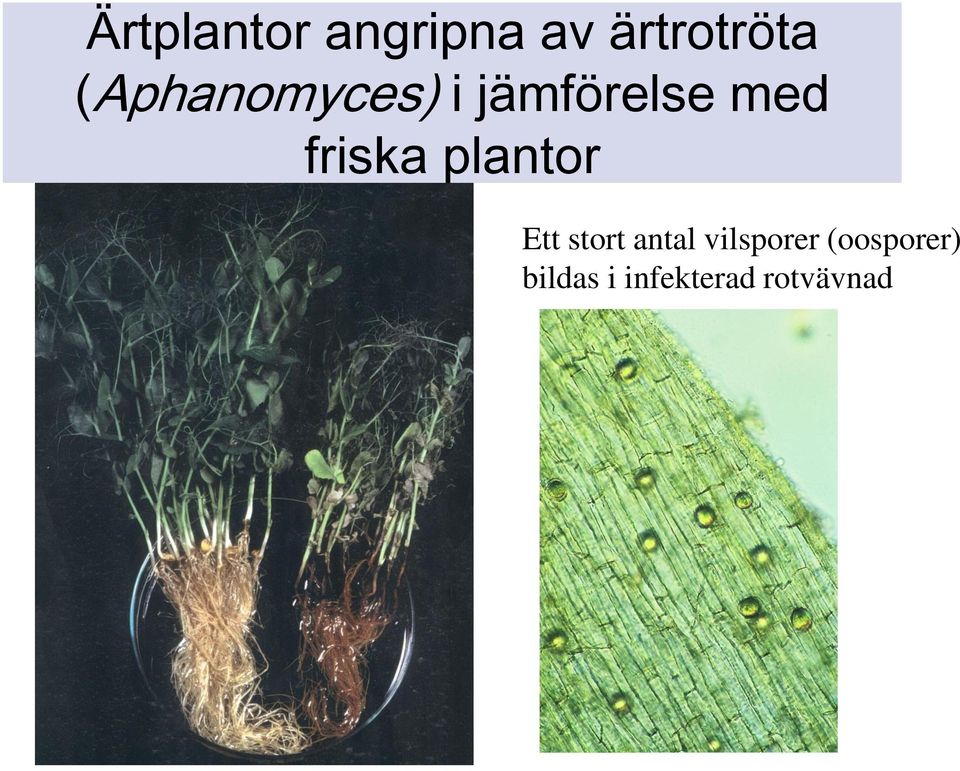 friska plantor Ett stort antal