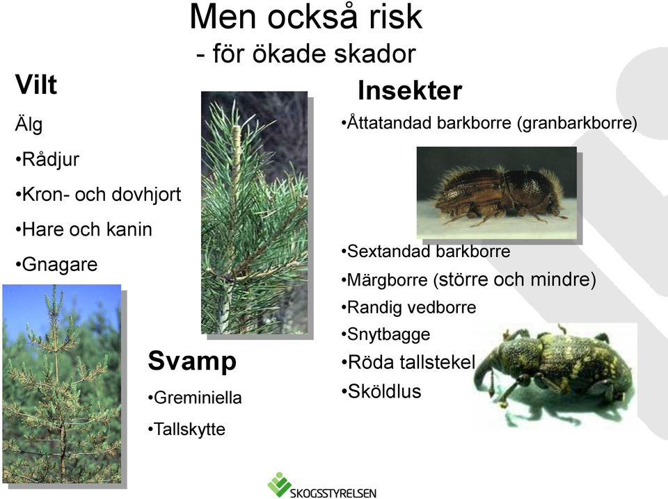 Insekter Åttatandad barkborre (granbarkborre) Sextandad barkborre