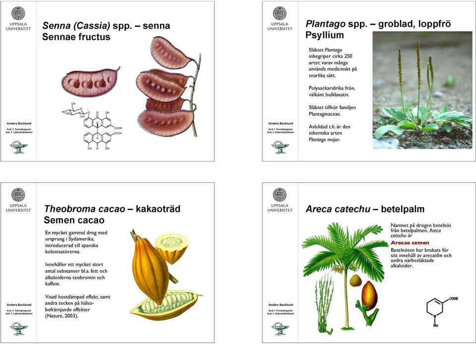 Polysackaridrika frön, välkänt bulklaxativ. Släktet tillhör familjen Plantaginaceae. Avbildad t.h. är den inhemska arten Plantago major.