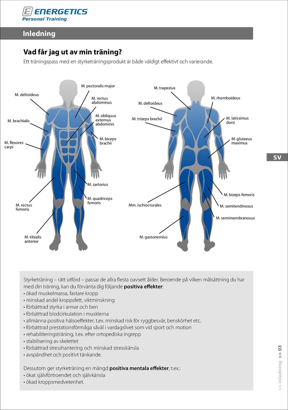 quadriceps femoris Mm. ischiocrurales M. bizeps femoris M. semitendinosus M. semimembranosus M. tibialis anterior M. gastonemius Styrketräning rätt utförd passar de allra flesta oavsett ålder.