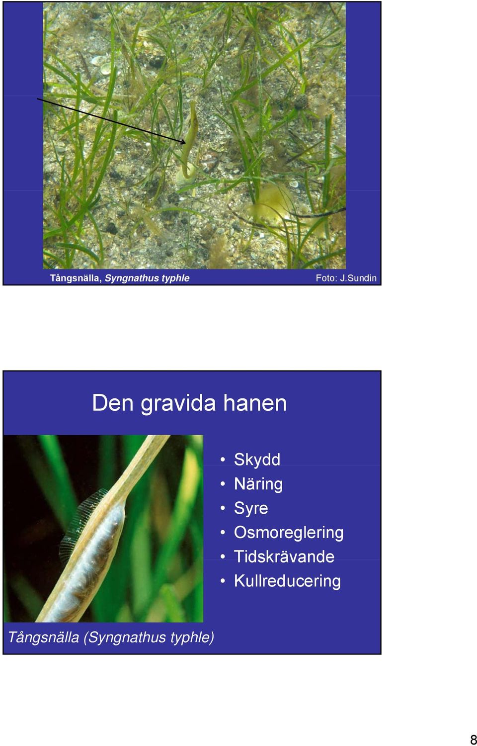 Syre Osmoreglering Tidskrävande