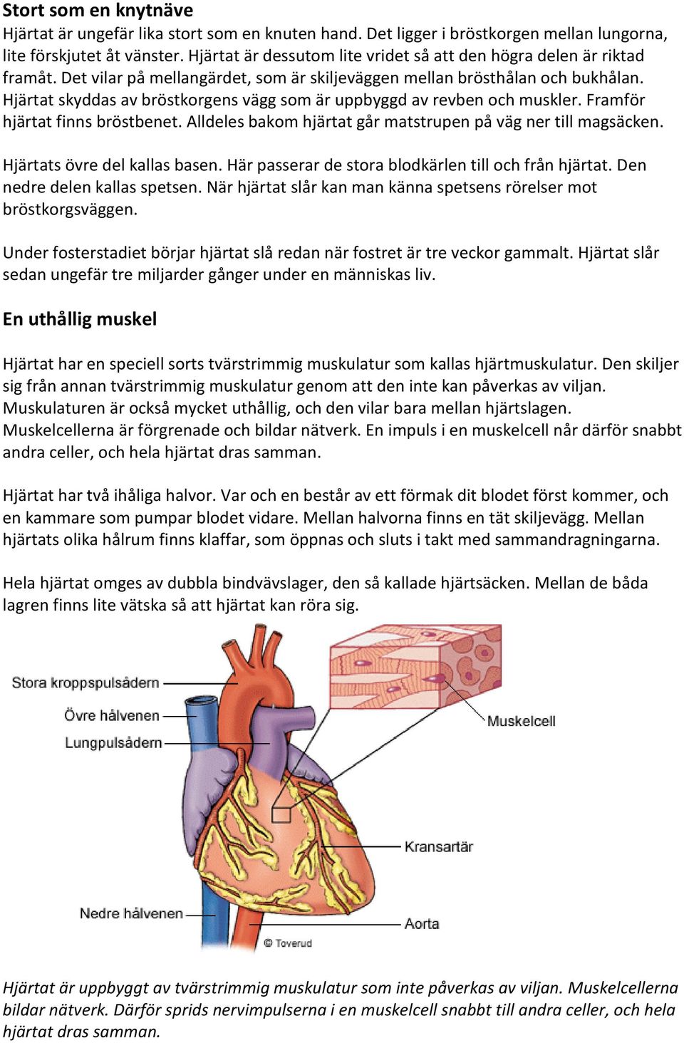 Hjärtat skyddas av bröstkorgens vägg som är uppbyggd av revben och muskler. Framför hjärtat finns bröstbenet. Alldeles bakom hjärtat går matstrupen på väg ner till magsäcken.