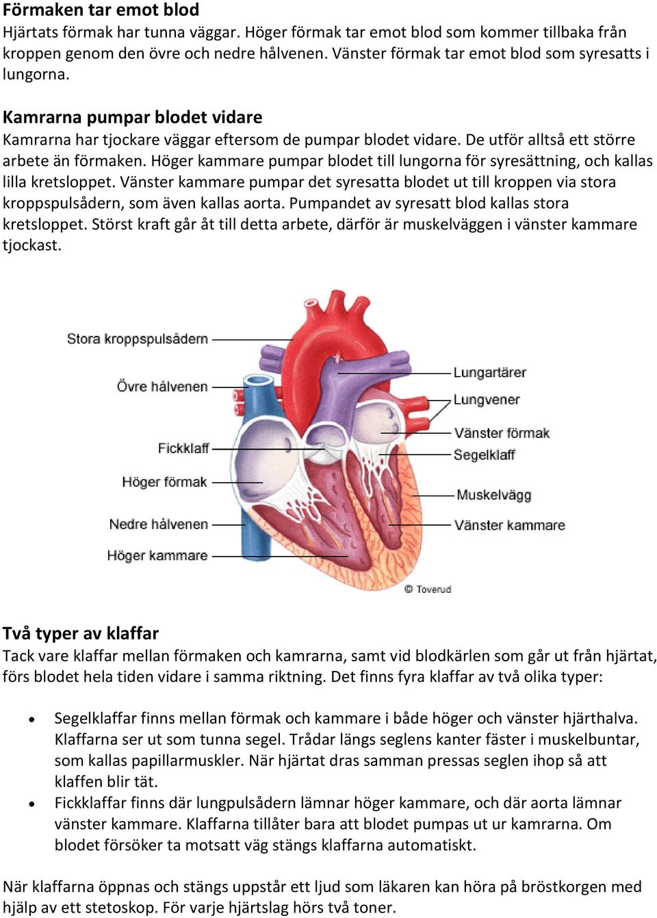 Höger kammare pumpar blodet till lungorna för syresättning, och kallas lilla kretsloppet. Vänster kammare pumpar det syresatta blodet ut till kroppen via stora kroppspulsådern, som även kallas aorta.