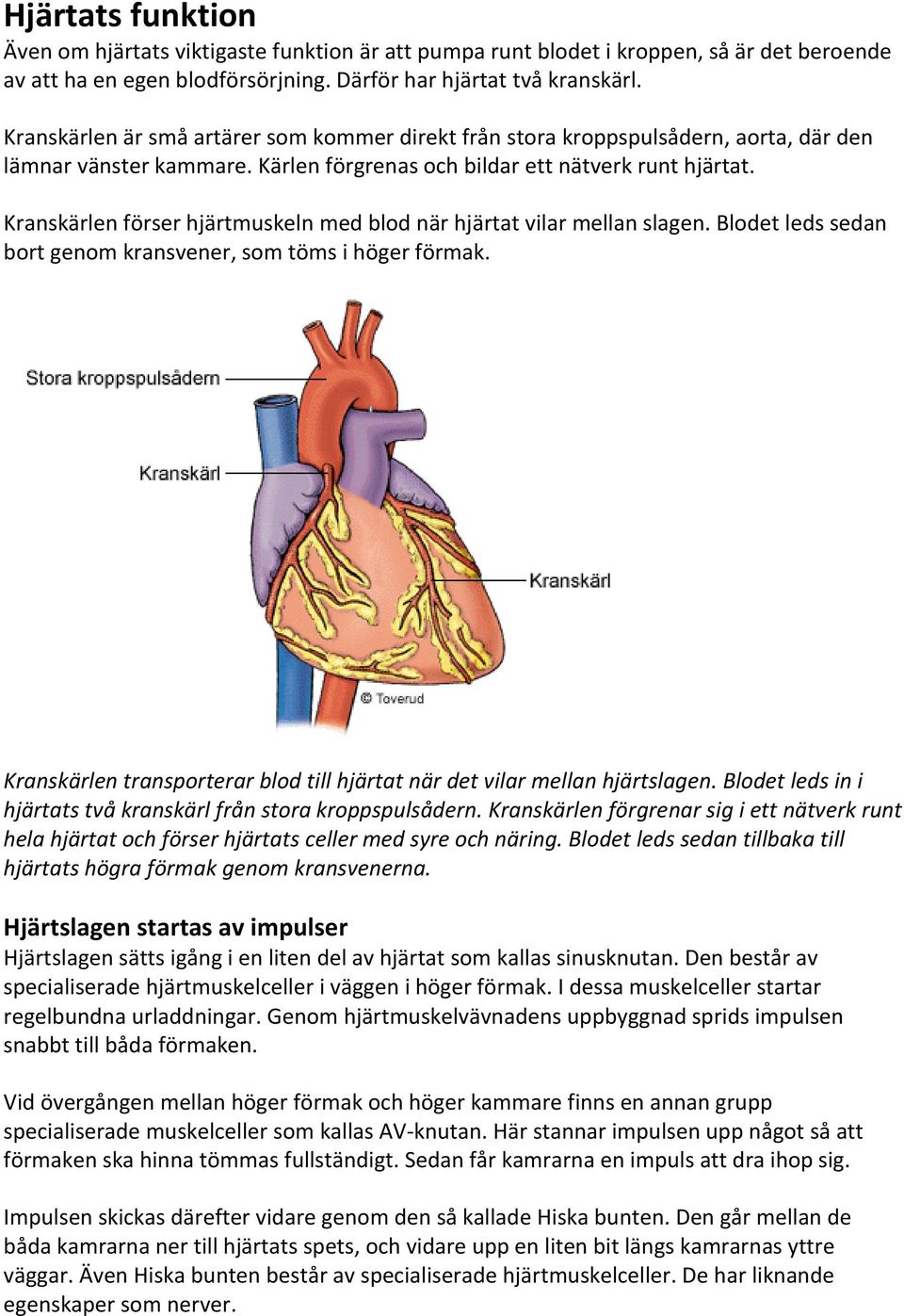 Kranskärlen förser hjärtmuskeln med blod när hjärtat vilar mellan slagen. Blodet leds sedan bort genom kransvener, som töms i höger förmak.