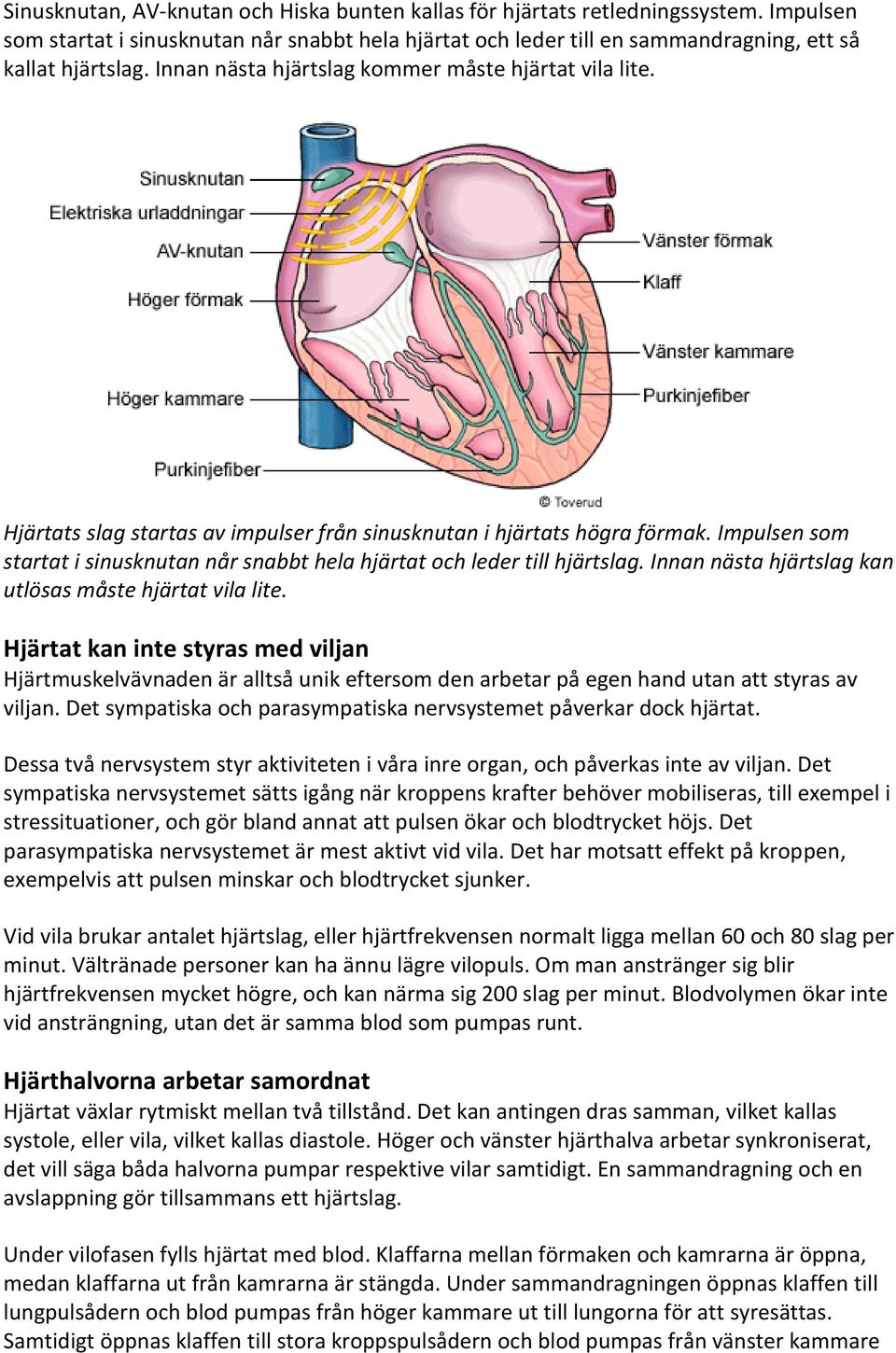 Impulsen som startat i sinusknutan når snabbt hela hjärtat och leder till hjärtslag. Innan nästa hjärtslag kan utlösas måste hjärtat vila lite.