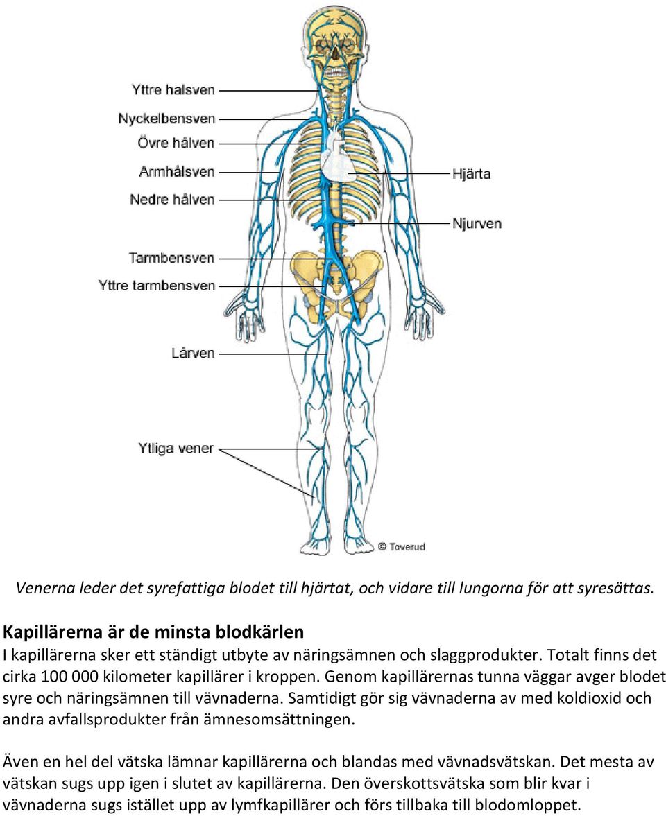 Genom kapillärernas tunna väggar avger blodet syre och näringsämnen till vävnaderna.
