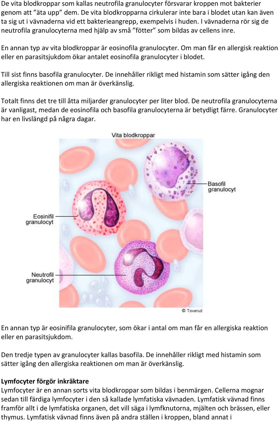 I vävnaderna rör sig de neutrofila granulocyterna med hjälp av små fötter som bildas av cellens inre. En annan typ av vita blodkroppar är eosinofila granulocyter.