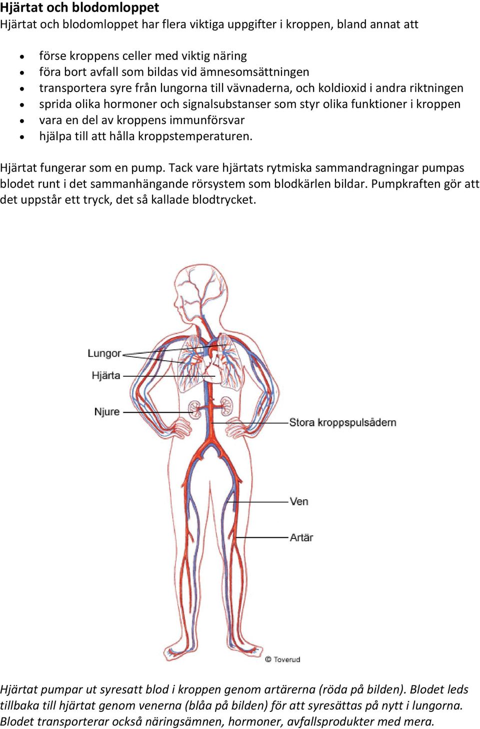 hjälpa till att hålla kroppstemperaturen. Hjärtat fungerar som en pump. Tack vare hjärtats rytmiska sammandragningar pumpas blodet runt i det sammanhängande rörsystem som blodkärlen bildar.