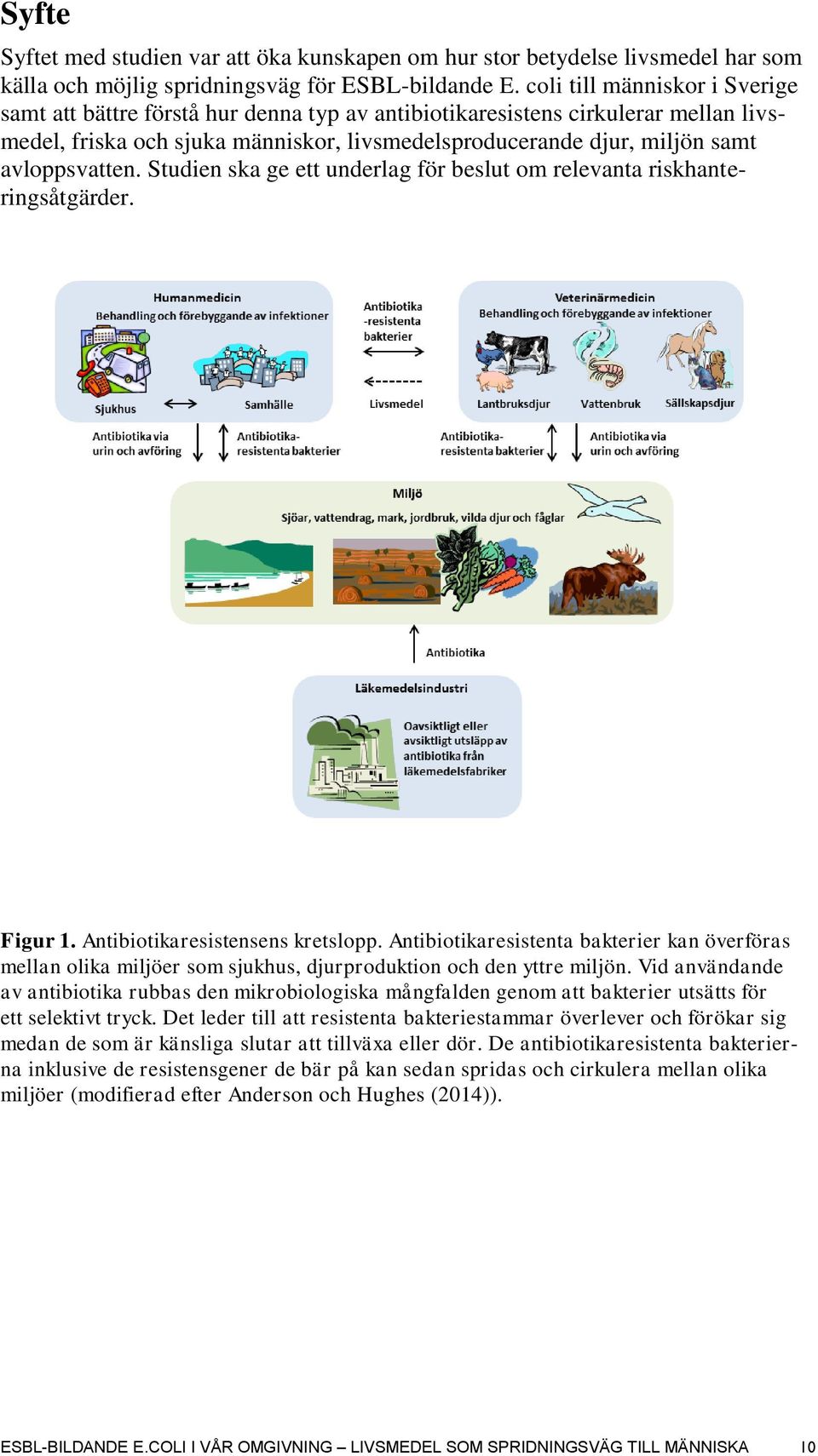 avloppsvatten. Studien ska ge ett underlag för beslut om relevanta riskhanteringsåtgärder. Figur 1. Antibiotikaresistensens kretslopp.