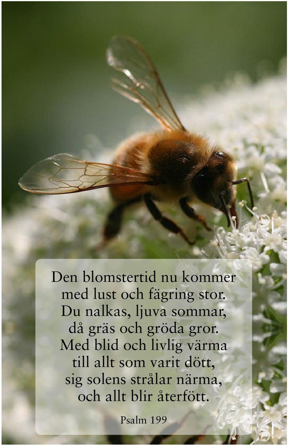 Med blid och livlig värma till allt som varit dött,
