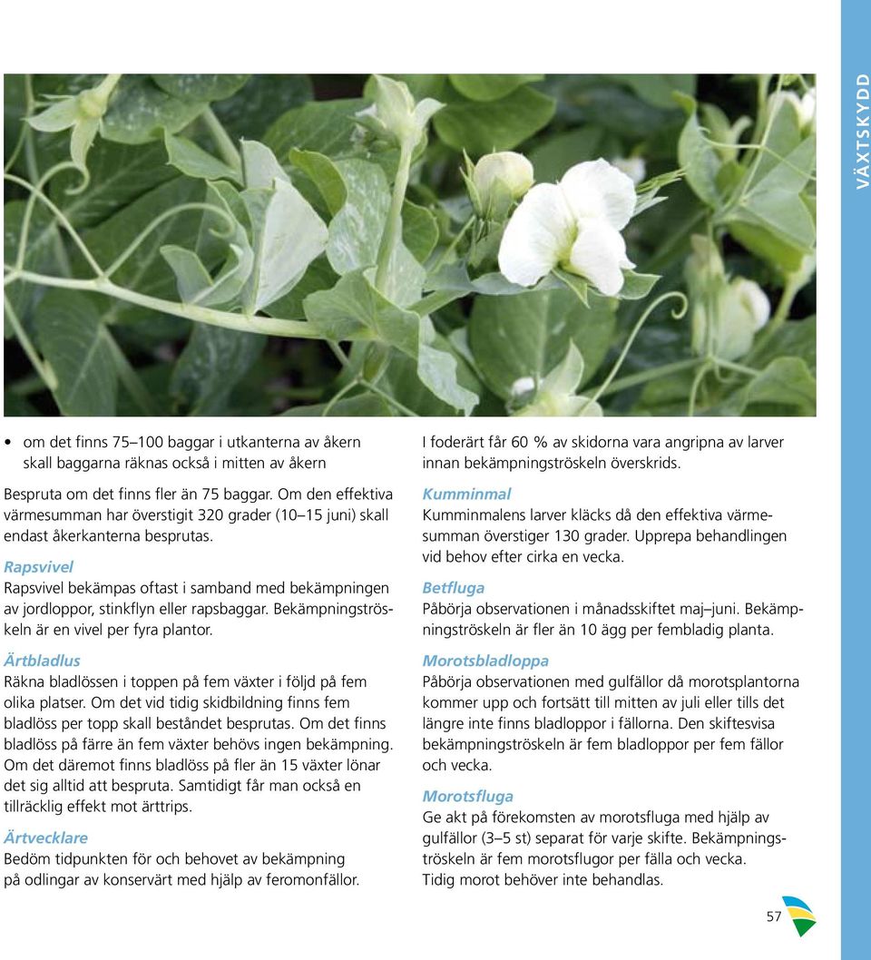 Rapsvivel Rapsvivel bekämpas oftast i samband med bekämpningen av jordloppor, stinkflyn eller rapsbaggar. Bekämpningströskeln är en vivel per fyra plantor.