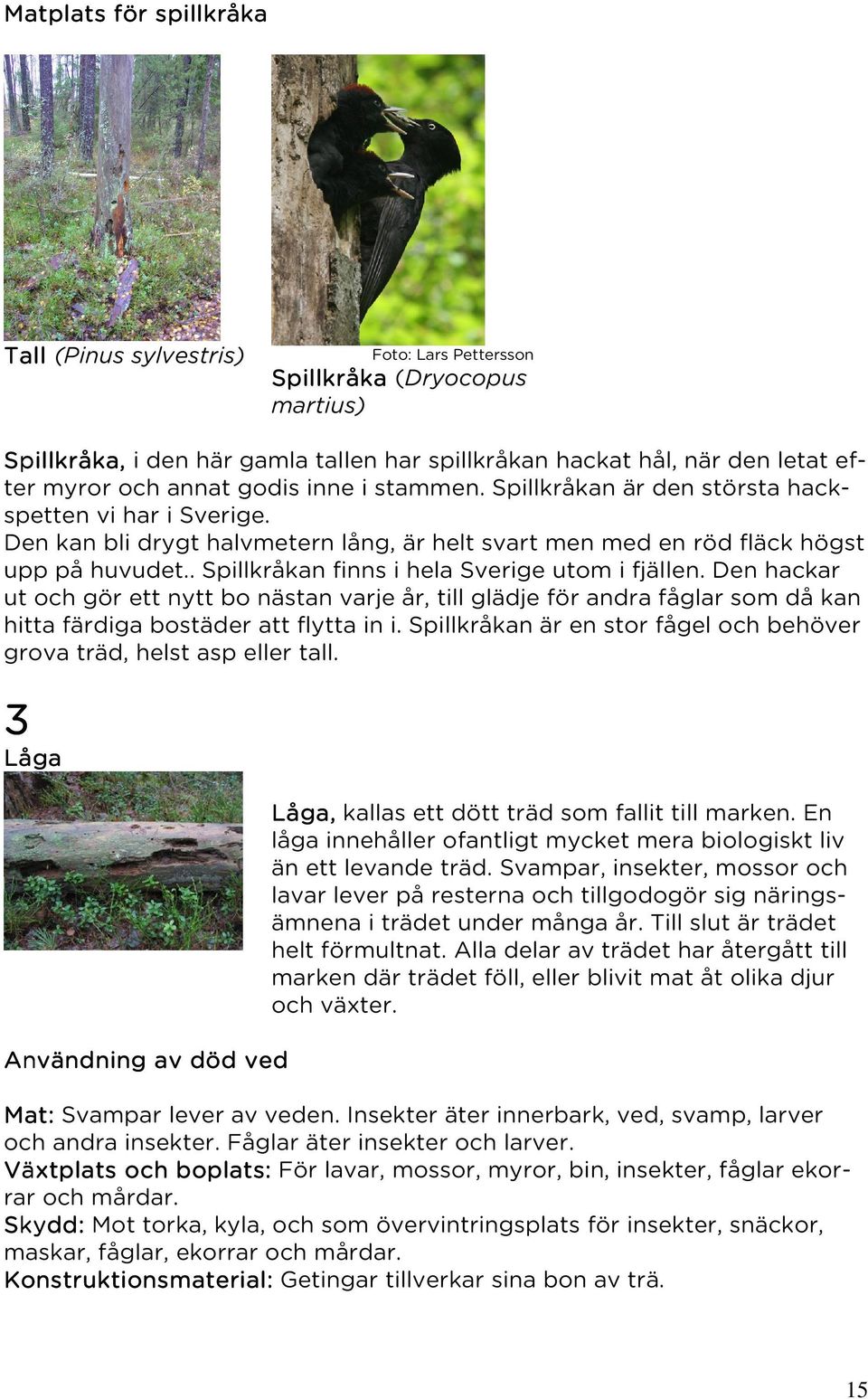 . Spillkråkan finns i hela Sverige utom i fjällen. Den hackar ut och gör ett nytt bo nästan varje år, till glädje för andra fåglar som då kan hitta färdiga bostäder att flytta in i.