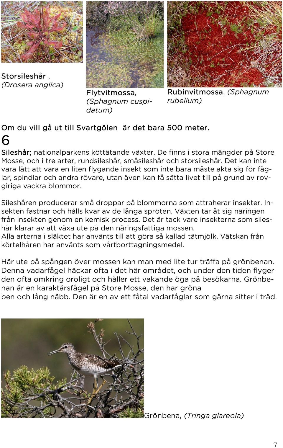 Det kan inte vara lätt att vara en liten flygande insekt som inte bara måste akta sig för fåglar, spindlar och andra rövare, utan även kan få sätta livet till på grund av rovgiriga vackra blommor.
