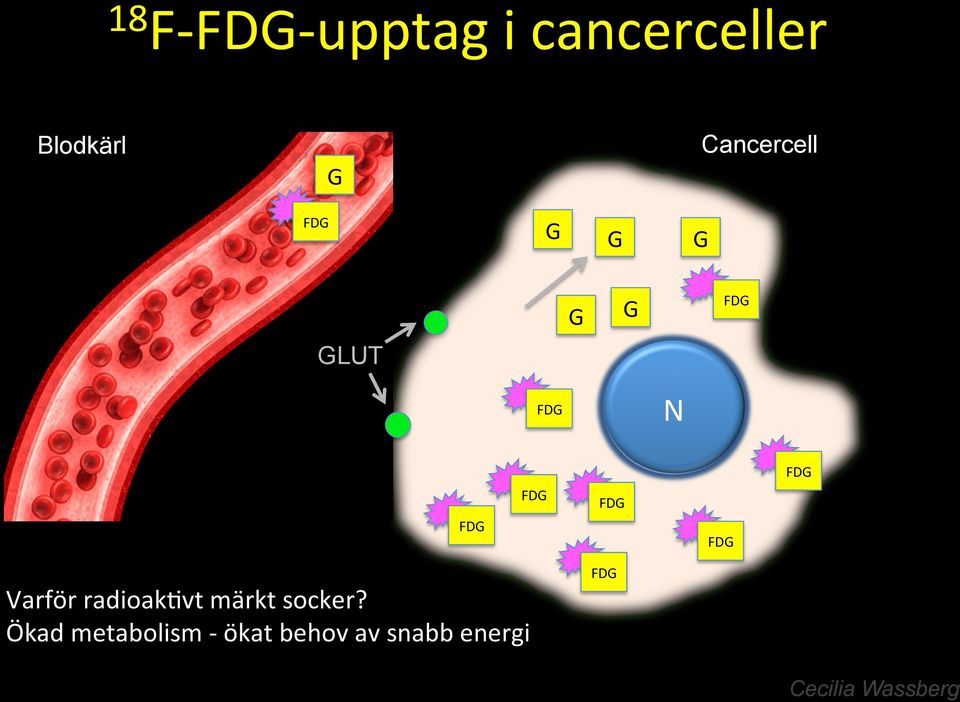 FDG FDG FDG Varför radioak;vt märkt socker?