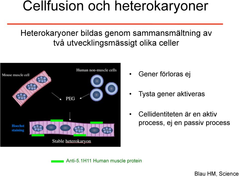 förloras ej Tysta gener aktiveras Cellidentiteten är en aktiv