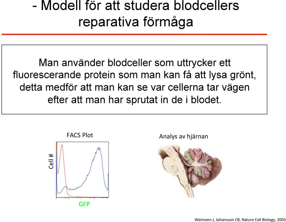 att man kan se var cellerna tar vägen efter att man har sprutat in de i blodet.