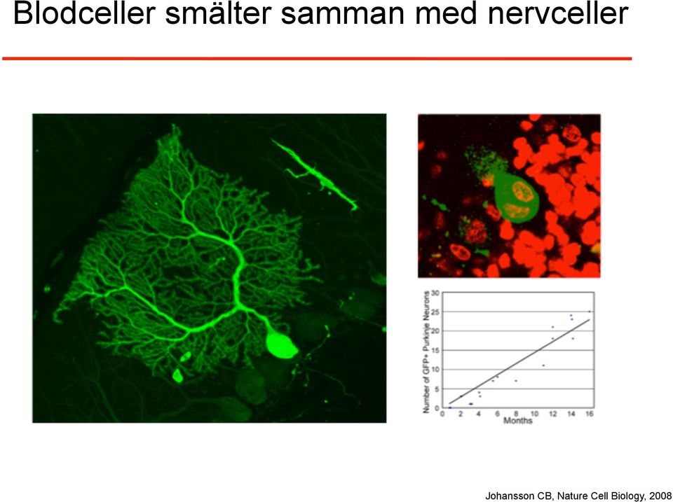 nervceller