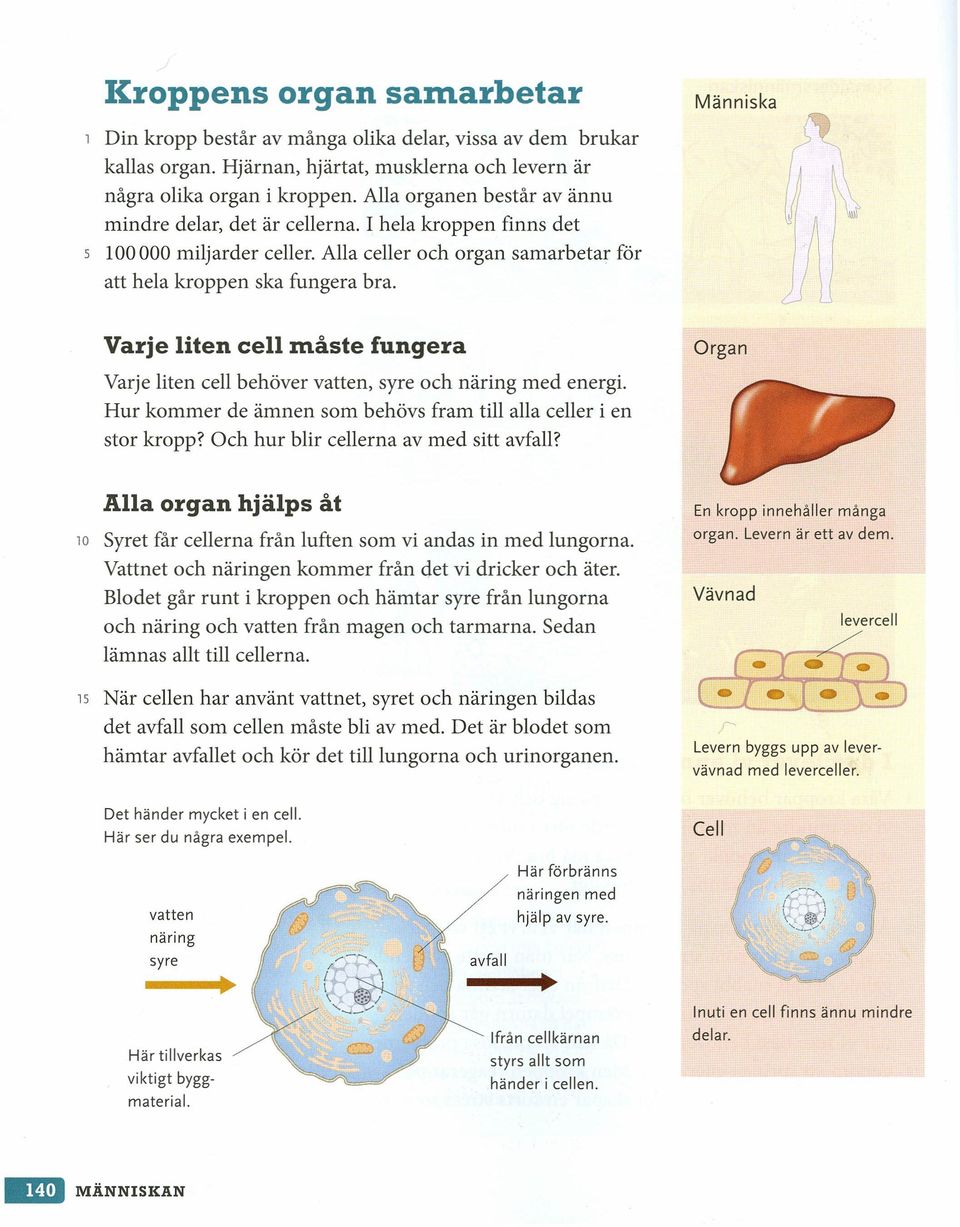Varje liten cell måste fungera Organ Varje liten cell behöver vatten, syre och näring med energi. Hur kommer de ämnen som behövs fram till alla celler i en stor kropp?