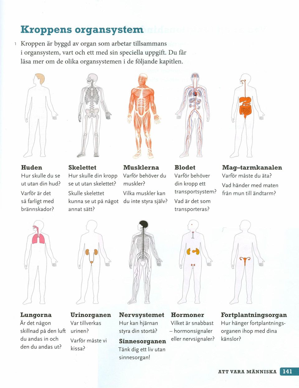 Skulle skelettet muskler? Vilka muskler kan din kropp ett transportsystem? Vad händer med maten från mun till ändtarm? så farligt med kunna se ut på något du inte styra själv?
