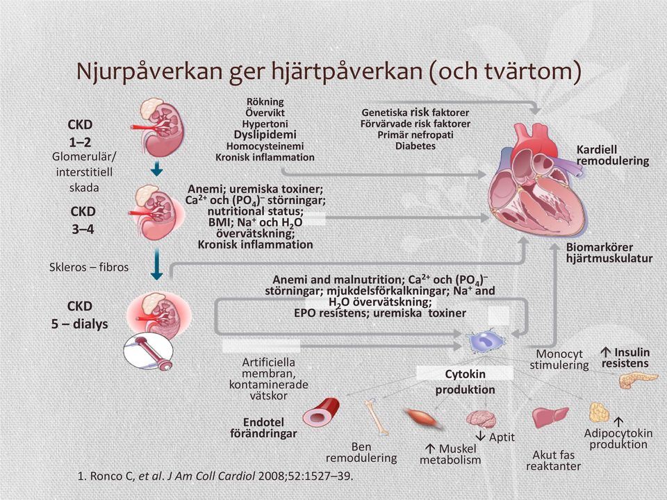 Kardiell remodulering Biomarkörer hjärtmuskulatur Anemi and malnutrition; Ca2+ och (PO4) störningar; mjukdelsförkalkningar; Na+ and H2O övervätskning; EPO resistens; uremiska toxiner Artificiella