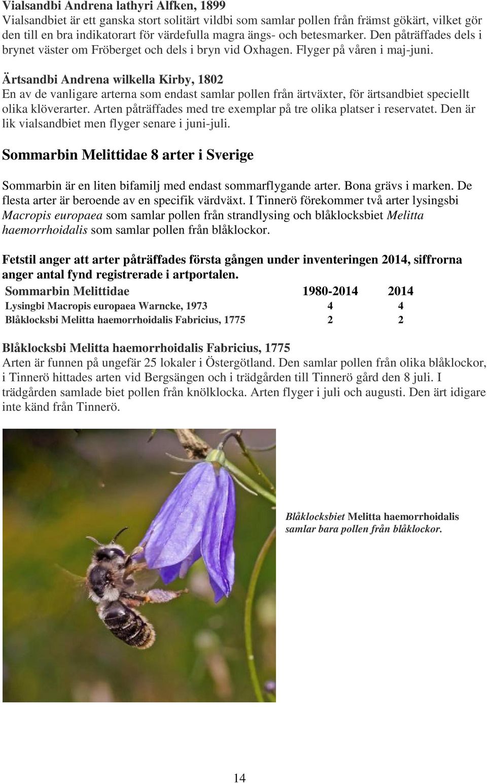 Ärtsandbi Andrena wilkella Kirby, 1802 En av de vanligare arterna som endast samlar pollen från ärtväxter, för ärtsandbiet speciellt olika klöverarter.