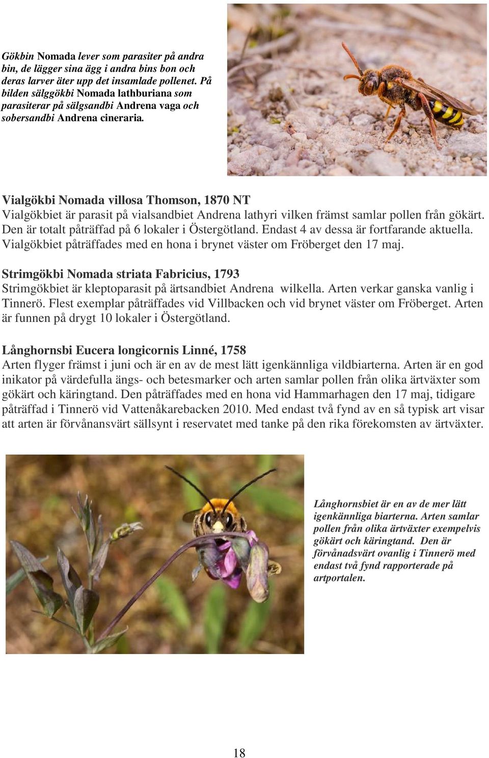 Vialgökbi Nomada villosa Thomson, 1870 NT Vialgökbiet är parasit på vialsandbiet Andrena lathyri vilken främst samlar pollen från gökärt. Den är totalt påträffad på 6 lokaler i Östergötland.