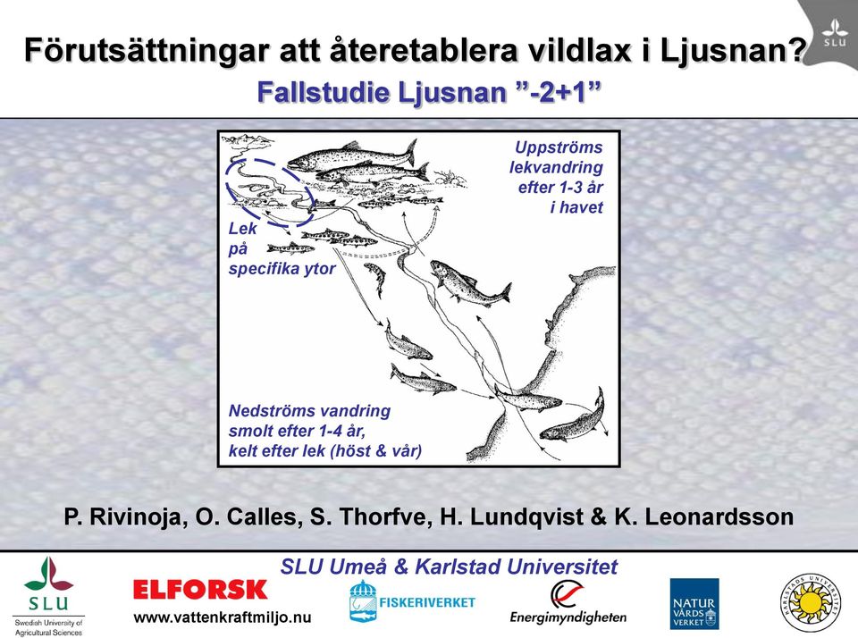 havet Nedströms vandring smolt efter 1-4 år, kelt efter lek (höst & vår) P.