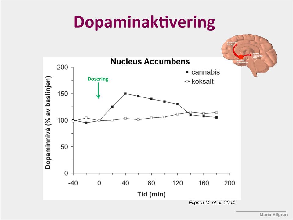 Accumbens