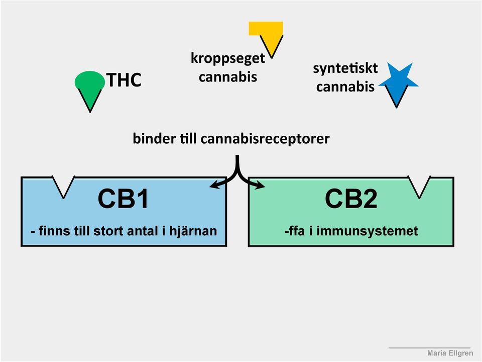 cannabisreceptorer CB1 - finns