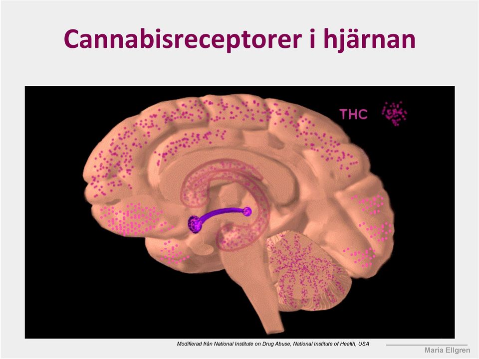 National Institute on Drug