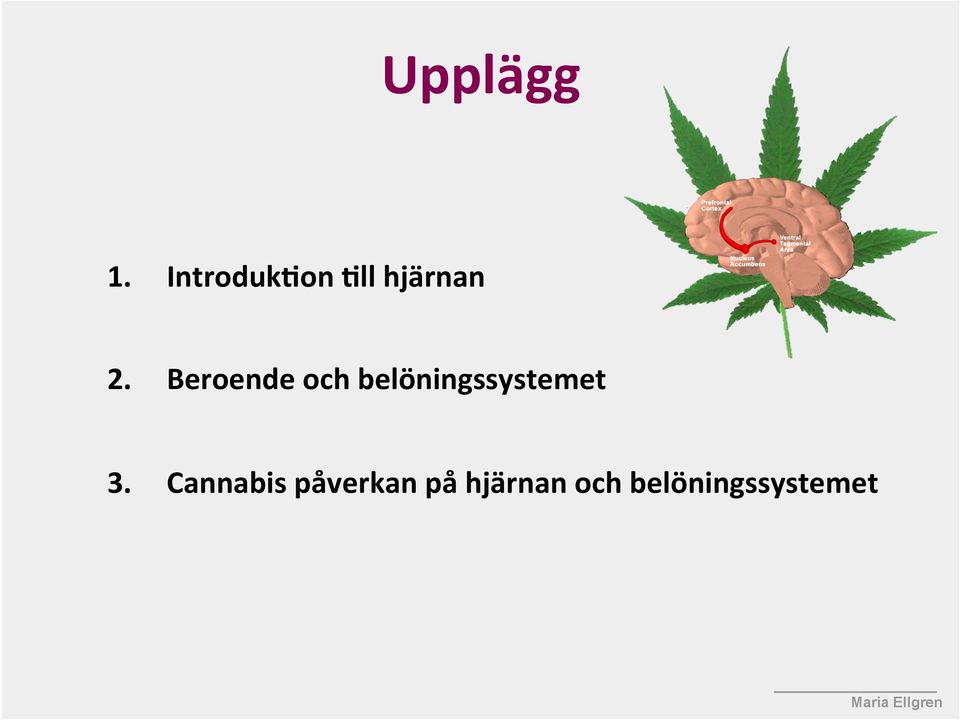 Beroende och belöningssystemet