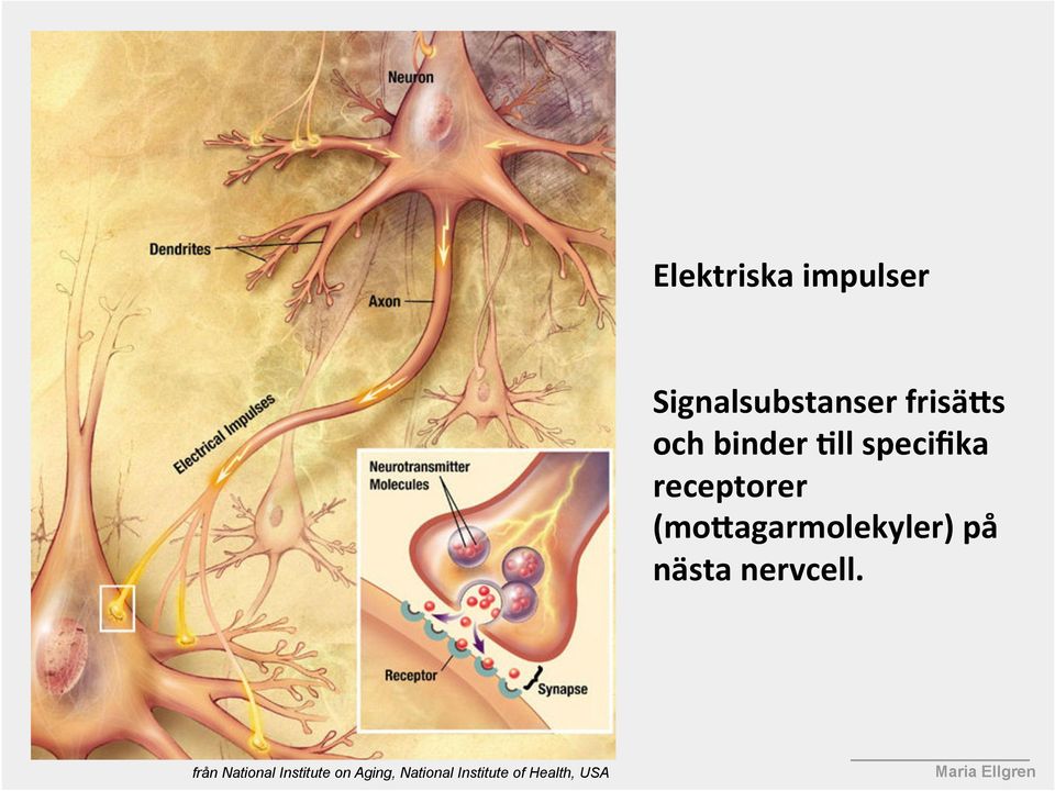 (momagarmolekyler) på nästa nervcell.
