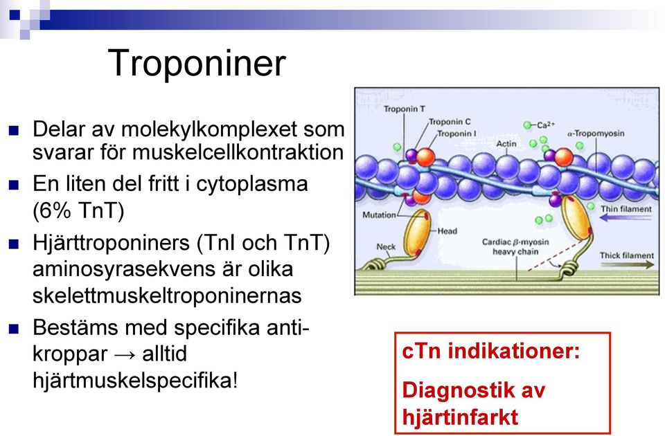 aminosyrasekvens är olika skelettmuskeltroponinernas Bestäms med specifika