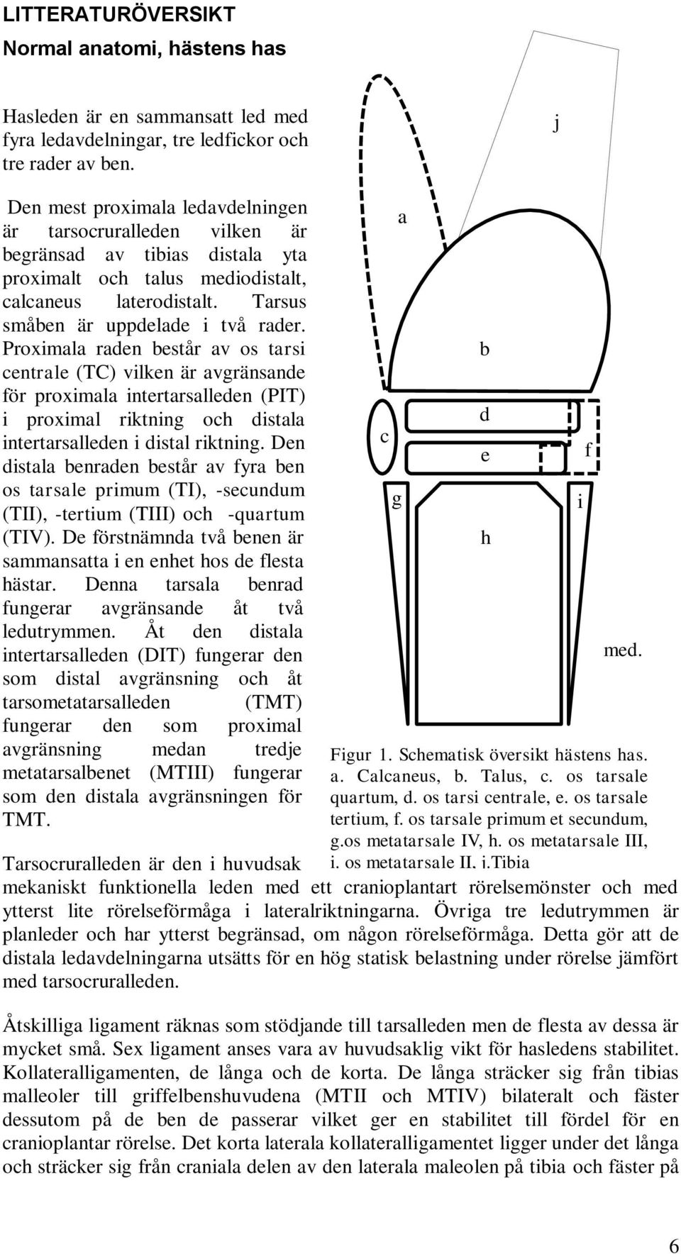 Proximala raden består av os tarsi centrale (TC) vilken är avgränsande för proximala intertarsalleden (PIT) i proximal riktning och distala intertarsalleden i distal riktning.