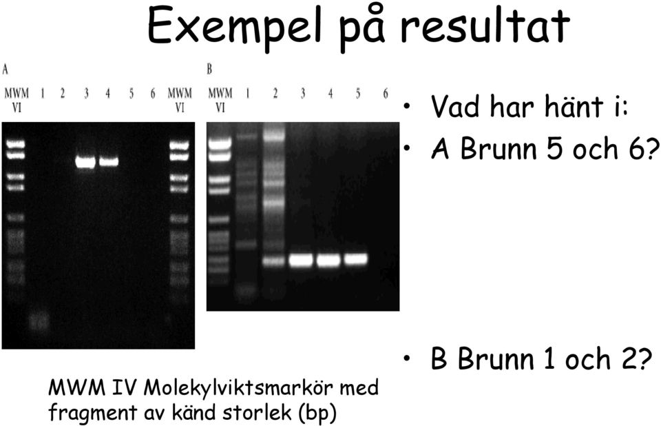 MWM IV Molekylviktsmarkör med