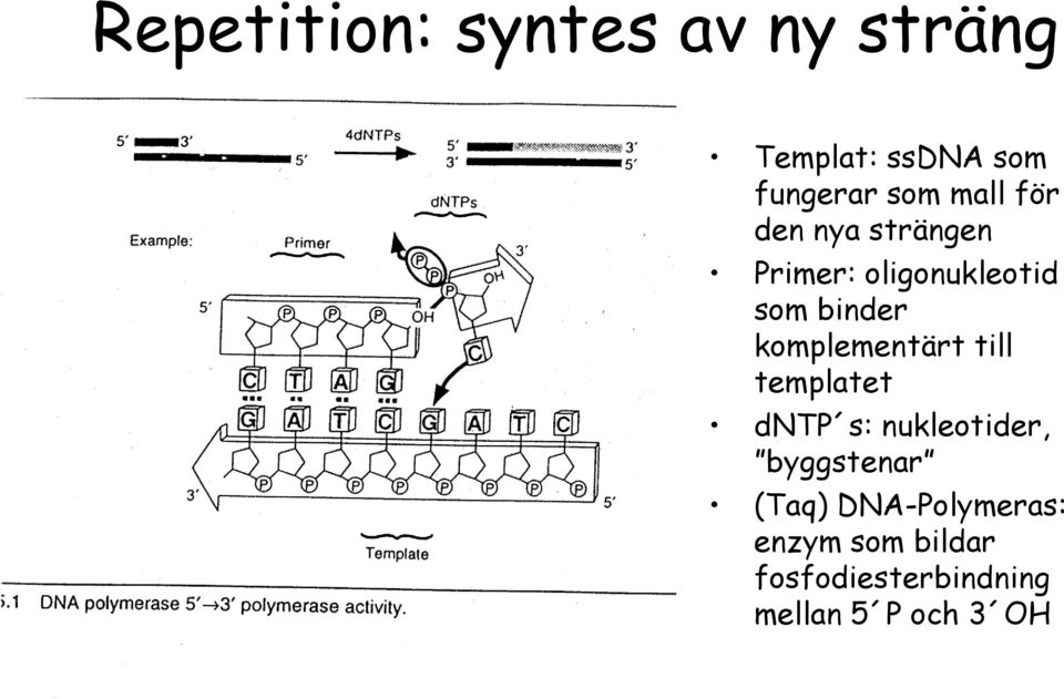 komplementärt till templatet dntp s: nukleotider, byggstenar