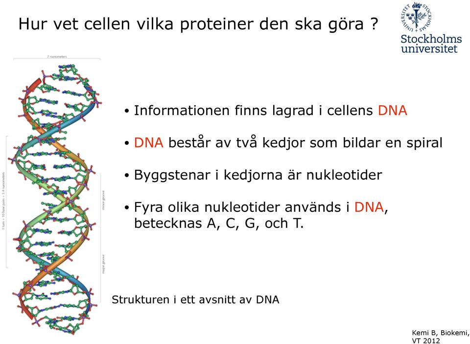 som bildar en spiral Byggstenar i kedjorna är nukleotider Fyra