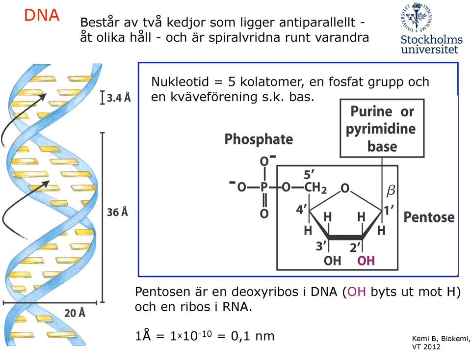 fosfat grupp och en kväveförening s.k. bas.