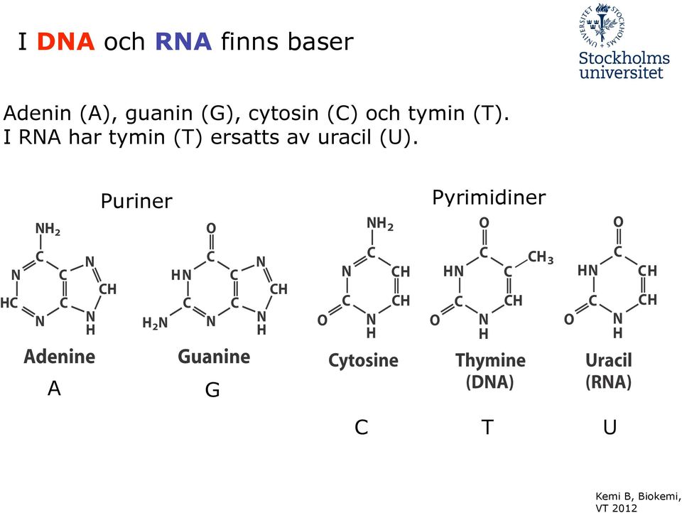 I RNA har tymin (T) ersatts av uracil