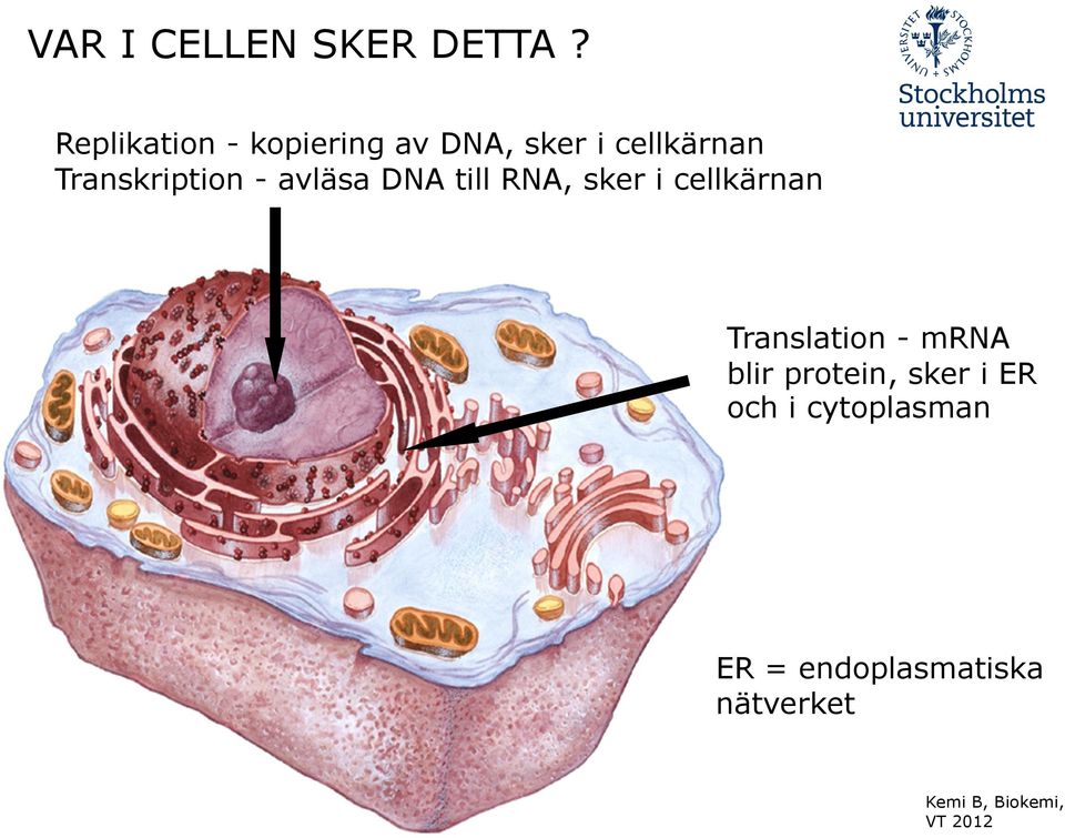 Transkription - avläsa DNA till RNA, sker i cellkärnan