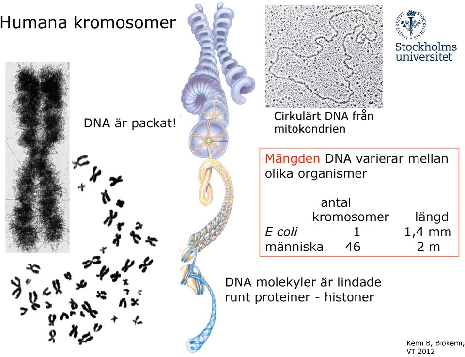 mellan olika organismer antal kromosomer längd E coli