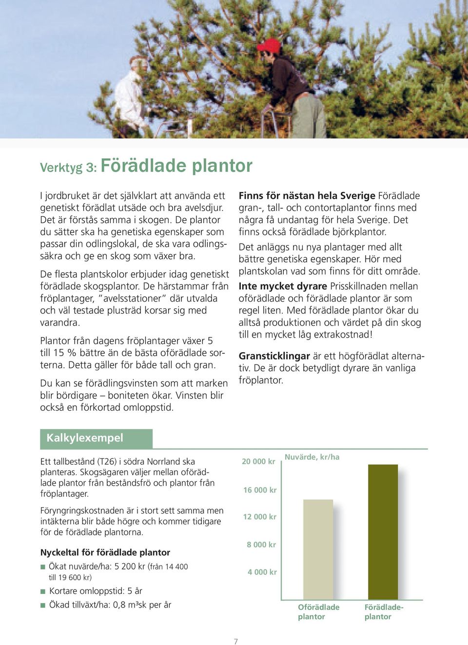 De flesta plantskolor erbjuder idag genetiskt förädlade skogsplantor. De härstammar från fröplantager, avelsstationer där utvalda och väl testade plusträd korsar sig med varandra.