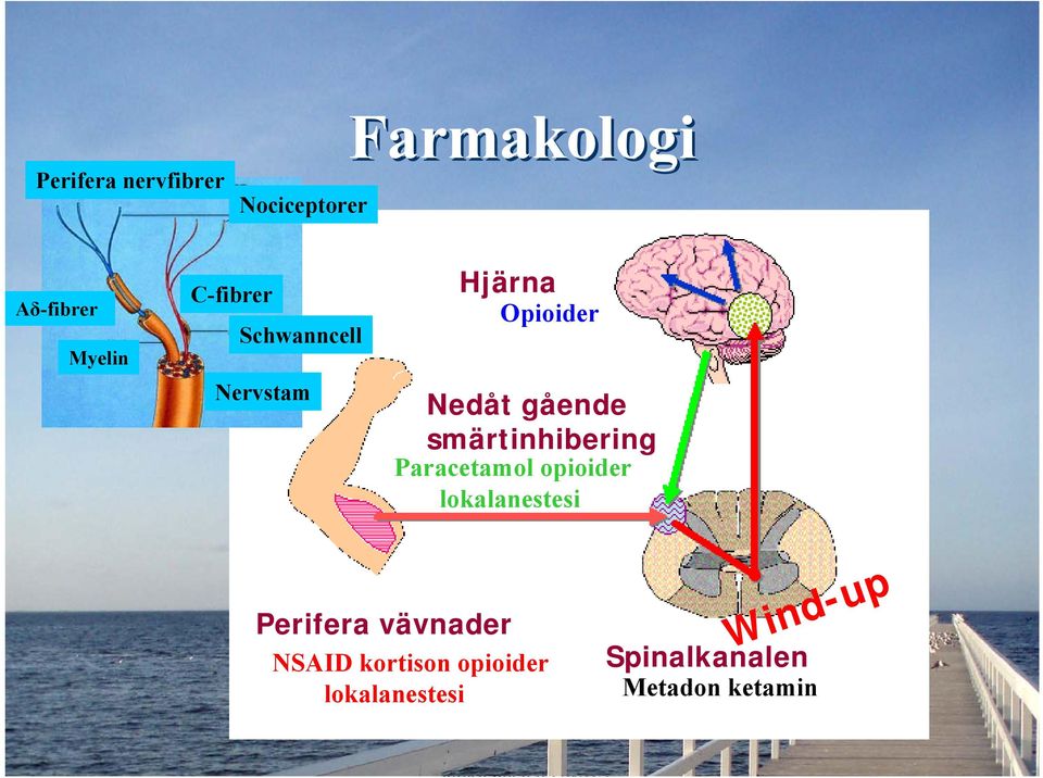 smärtinhibering Paracetamol opioider lokalanestesi Perifera